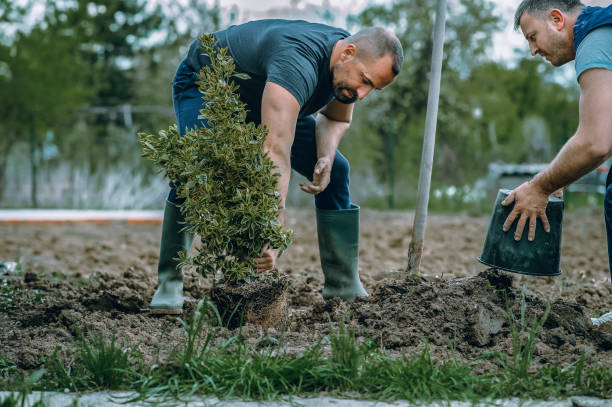 Best Tree Planting  in USA